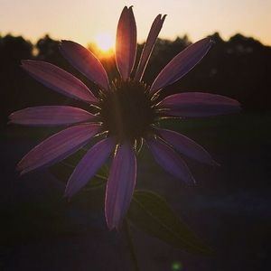 Meet your Posher, Mallory